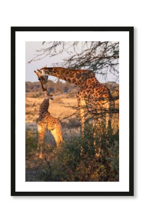 giraffe is a large African hoofed mammal belonging to the genus Giraffa