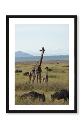 safari giraffes