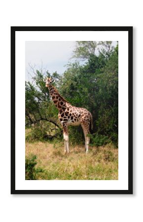 Close up of giraffes on a ugandan safari