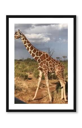 African safari photo