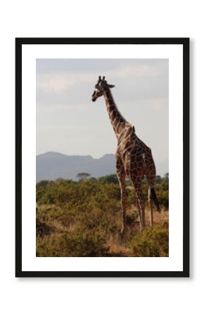 African safari photo