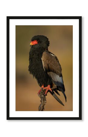 Bateleur on dead branch during golden hour