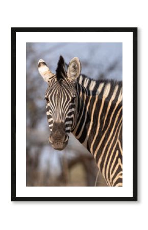 zebra close up