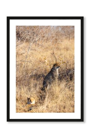 Juvenile male cheetah sitting upright in long grass