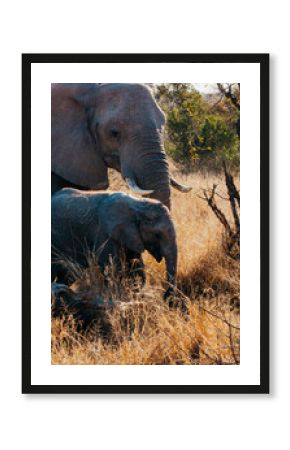 Baby elephant eating grass with its mother