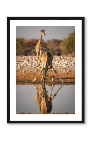 Giraffe drinking from a watering hole in Etosha National Park. 