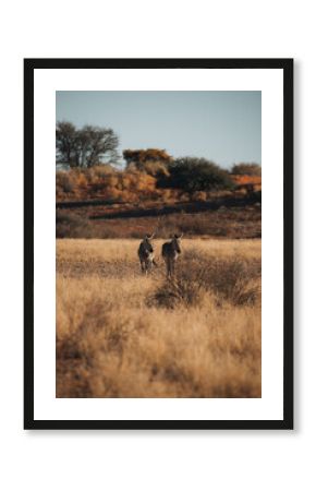 zebra in the field