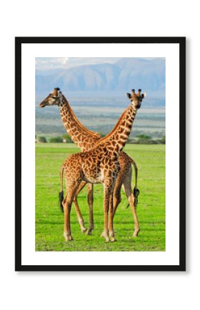 Two giraffes in Serengeti national park