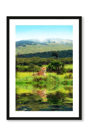 Wild african cheetah