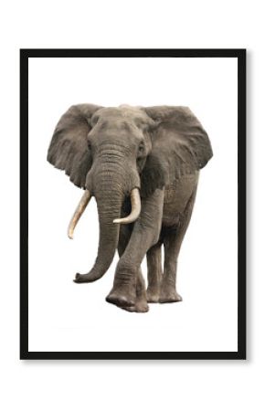 elephant approaching isolated