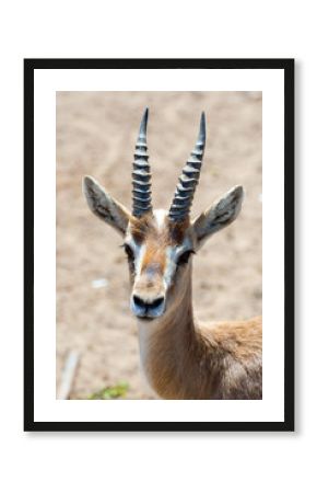 Gazelle in safari
