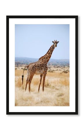 One day of safari in Tanzania - Africa - Giraffe