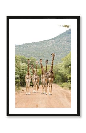 South Africa, Limpopo, Marakele National Park, Group of giraffes standing in road
