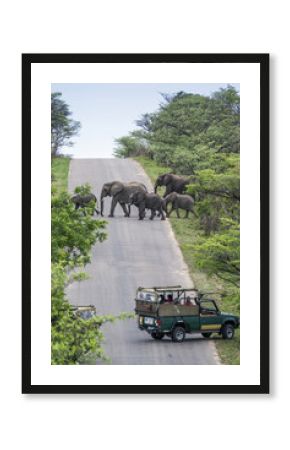 African bush elephant in Kruger National park, South Africa