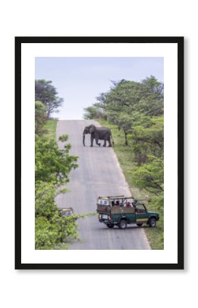 African bush elephant in Kruger National park, South Africa