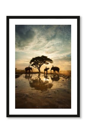 The elephants walking under a big tree in silhouette , Thailand