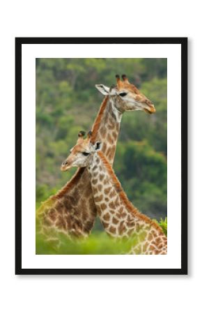 Mother and Baby Giraffe Portrait