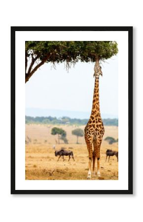 Giraffe in safari park