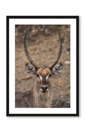Male waterbuck portrait in Krugerpark in South Africa