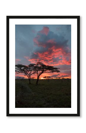 Sun down behind savanna tree Africa Serengeti orange tint