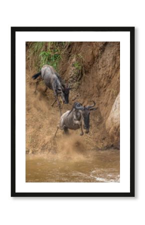 Wildebeest is jumping to the Mara River. Great Migration. Kenya. Tanzania. Maasai Mara National Park.