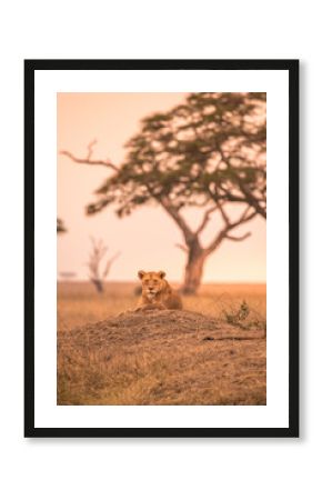 Female African Lion (Panthera leo) on top of a hill in Tanzania's Savannah at sunset - Serengeti National Park, Safari in Tanzania