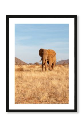 African elephant on safari