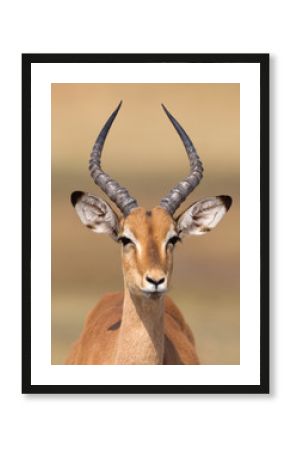Common Impala (Aepyceros melampus)