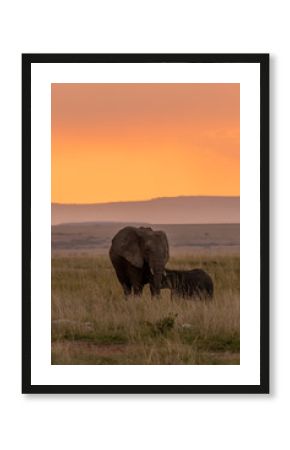 An elephant calf drinking milk from her mother in the plains of Masai Mara during a beautiful sunset while on a safari drive inside the park
