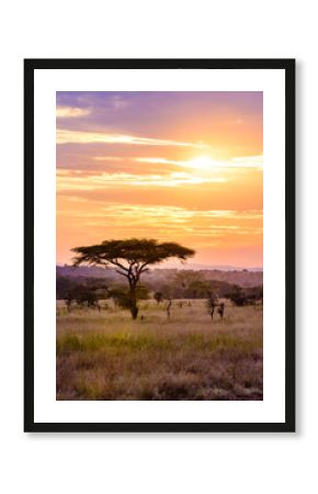 Sunset in savannah of Africa with acacia trees, Safari in Serengeti of Tanzania