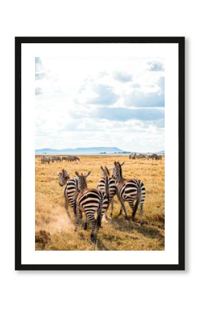 Serengeti