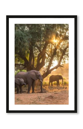 Elephants at sunset