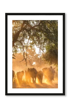 Elephants in the dust at sunset