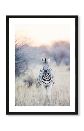 Zebras in safari park