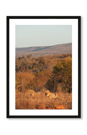 lion, panthera leo, Kruger national park