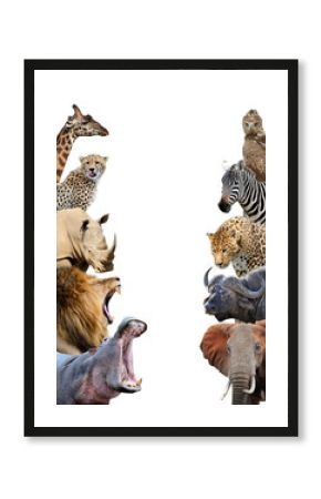 Group of African safari animals together