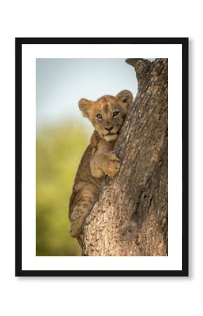 Lion cub faces camera clutching tree trunk