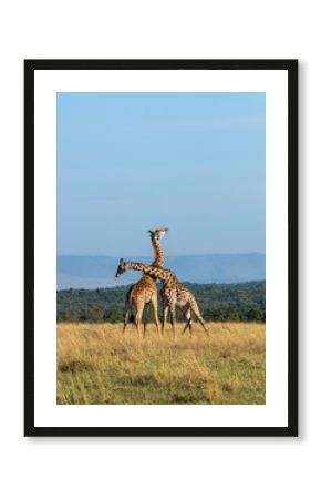 Two Giraffes fighting for a chance of right to mate in the herd inside Masai Mara National Reserve during a wildlife safari