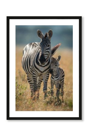 Plains zebra stands facing camera with foal