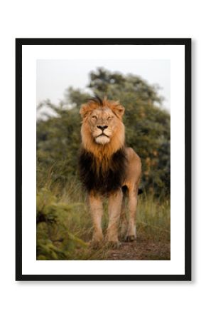 Male Lion
