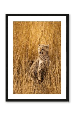 Cheetah cubs in the grass during safari at Serengeti National Park in Tanzania. Wild nature of Africa..