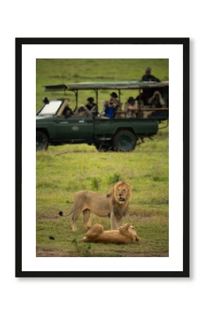 Photographers in safari truck watching two lions