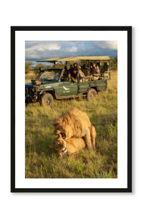 Lions mate watched by men in truck