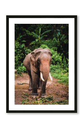 Asian elephant in the jungle in Chiangmai , Thailand
