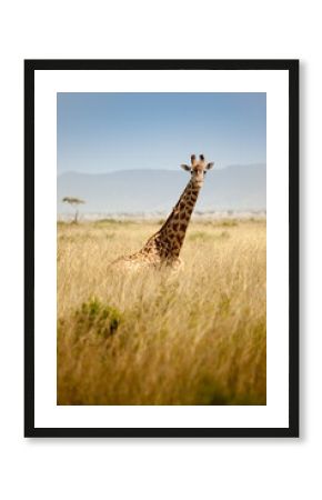 Giraffe looking at camera