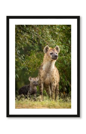 Vertical portrait of a hyena mother and her baby looking alert in Masai Mara in Kenya