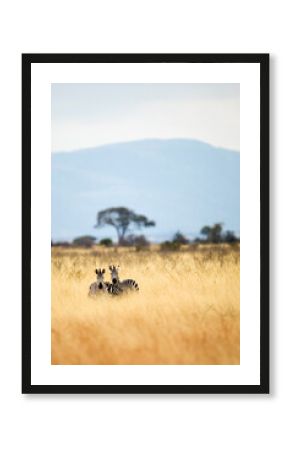 Wild African zebras seen during a safari in a field with tall, dry grass in Tanzania, East Africa
