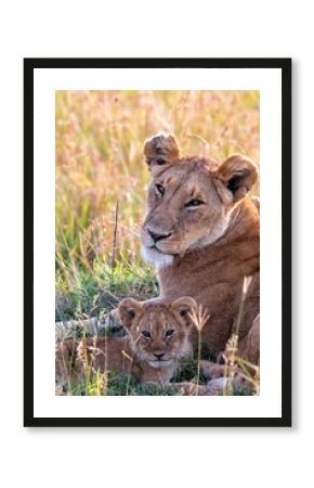 Lioness, with small cubs, resting in the Masai Mara National Park in Kenya