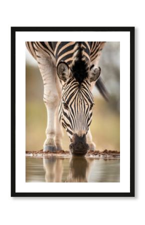 Close up on zebra's face drinking water in Kruger Park in South Africa