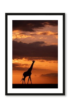 Masai giraffe walks along horizon at sunset